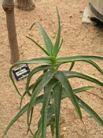 Aloe Striatula (fam Asphodelacees) (Afrique du sud) (01) (Photo F. Mrugala)